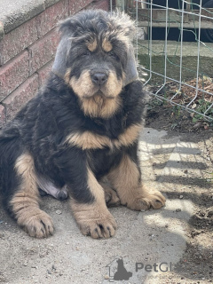 Photo №3. Chiens dogue tibétain bleu et feu. Pologne