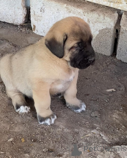 Photo №2 de l'annonce № 158698 de la vente chien bâtard - acheter à Australie éleveur