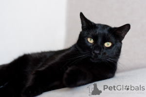 Photo №2 de l'annonce № 138828 de la vente  - acheter à Biélorussie 