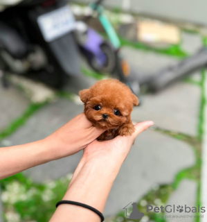 Photo №2 de l'annonce № 106138 de la vente maltipu - acheter à Fédération de Russie de la fourrière, éleveur