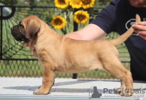 Photos supplémentaires: Chiots Cane Corso