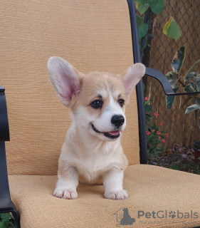 Photos supplémentaires: Chiots Welsh Corgi Pembroke