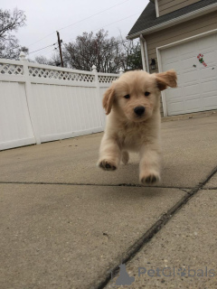 Photo №3. Urocze szczenięta golden retrievera à l'adoption v. Pologne