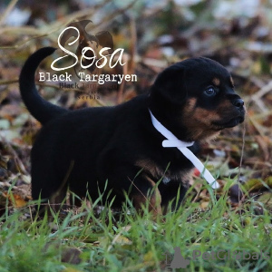 Photo №2 de l'annonce № 125846 de la vente rottweiler - acheter à Serbie 