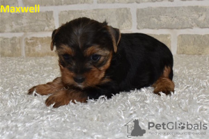 Photo №1. chien bâtard - à vendre en ville de Вентура | négocié | Annonce №103623