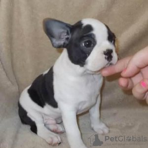 Photos supplémentaires: Bouledogue français.