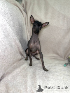 Photo №1. xoloitzcuintle - à vendre en ville de Minsk | 391€ | Annonce №169128