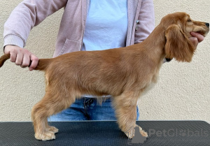 Photo №4. Je vais vendre cocker spaniel anglais en ville de Ada.  - prix - 500€