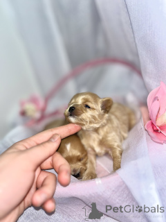 Photo №1. maltipu - à vendre en ville de Abu Dhabi | 1500€ | Annonce №163303