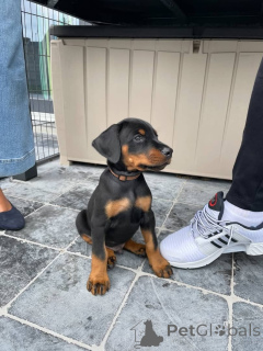 Photo №4. Je vais vendre dobermann en ville de Vilnius. annonce privée, éleveur - prix - 1250€
