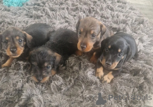 Photo №1. teckel - à vendre en ville de Grains | 400€ | Annonce №171476