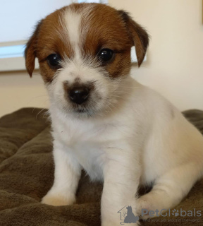 Photos supplémentaires: Chiots Jack Russell Terrier