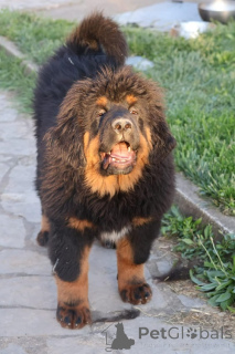 Photo №4. Je vais vendre mastiff en ville de Gornji Milanovac. éleveur - prix - négocié