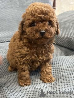 Photo №1. caniche (jouet) - à vendre en ville de Kiev | 1800€ | Annonce №159960