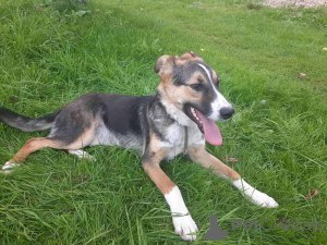 Photo №1. chien bâtard - à vendre en ville de Minsk | Gratuit | Annonce №174110