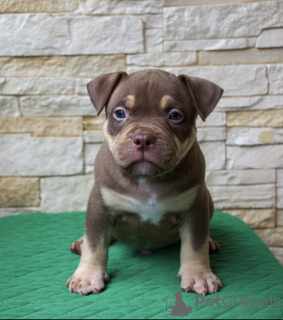 Photo №3. Chiots American Bully Pocket. Fédération de Russie