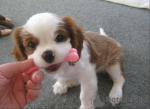 Photo №1. cavalier king charles spaniel - à vendre en ville de Cologne | négocié | Annonce №109155