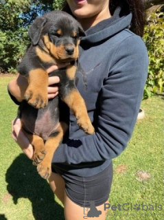 Photo №1. rottweiler - à vendre en ville de Гамбург | 250€ | Annonce №124496