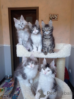 Photo №2 de l'annonce № 146001 de la vente maine coon - acheter à La Grande-Bretagne annonce privée