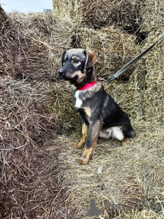 Photo №2 de l'annonce № 139213 de la vente chien bâtard - acheter à Fédération de Russie 