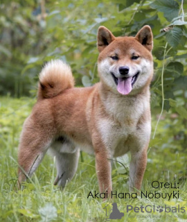 Photo №1. shiba - à vendre en ville de Москва | négocié | Annonce №8237