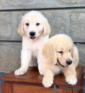 Photo №1. golden retriever - à vendre en ville de Berne | 300€ | Annonce №160250