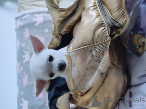 Photo №3. Mini Chihua. Allemagne