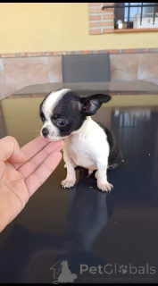 Photo №1. chihuahua - à vendre en ville de Québec | négocié | Annonce №168094