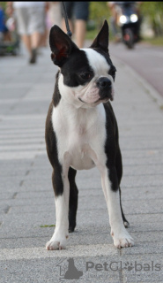 Photo №1. terrier de boston - à vendre en ville de Belgrade | négocié | Annonce №115371