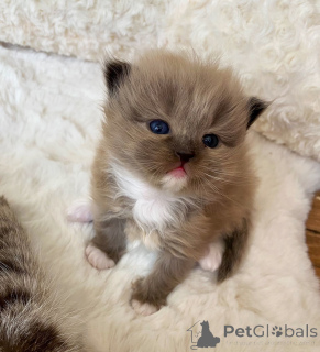 Photo №1. ragdoll - à vendre en ville de Kaišiadorys | négocié | Annonce № 159883