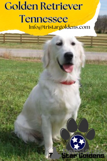 Photo №1. golden retriever - à vendre en ville de Nashville | 2763€ | Annonce №134944