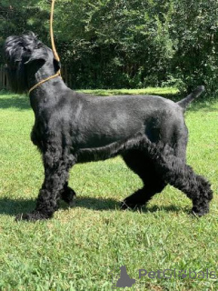 Photo №2 de l'annonce № 172789 de la vente schnauzer géant - acheter à Estonie 