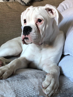 Photo №4. Je vais vendre boxer en ville de Limbourg. annonce privée, éleveur - prix - 500€