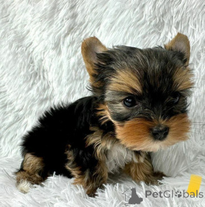 Photo №2 de l'annonce № 166193 de la vente yorkshire terrier - acheter à Espagne éleveur