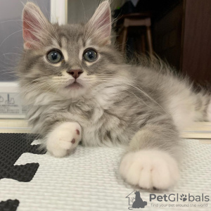 Photo №2 de l'annonce № 41881 de la vente maine coon - acheter à Pologne éleveur