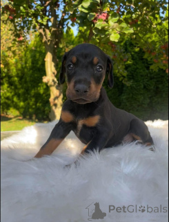 Photo №4. Je vais vendre dobermann en ville de Berlin. annonce privée - prix - Gratuit