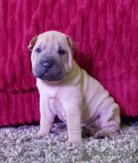 Photos supplémentaires: Bébés Shar Pei