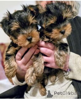 Photo №1. yorkshire terrier - à vendre en ville de Gräsa | négocié | Annonce №162098
