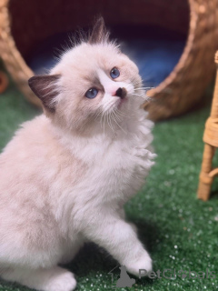 Photo №3. Douce, douce et pleine de soleil, Daisy illuminera chaque recoin de votre cœur.. Suède