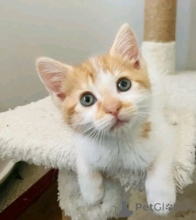 Photo №2 de l'annonce № 160941 de la vente chat de gouttière - acheter à La finlande annonce privée, éleveur