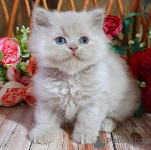 Photo №2 de l'annonce № 169610 de la vente british shorthair - acheter à Allemagne annonce privée