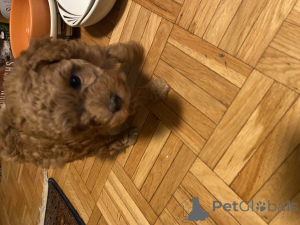 Photo №2 de l'annonce № 145000 de la vente caniche (nain) - acheter à Suisse annonce privée