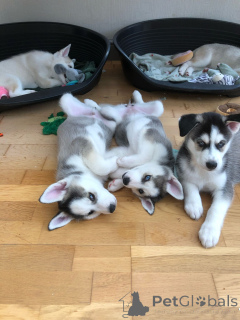 Photo №3. Freya et Kylo avaient huit beaux chiots Huskies.. Allemagne