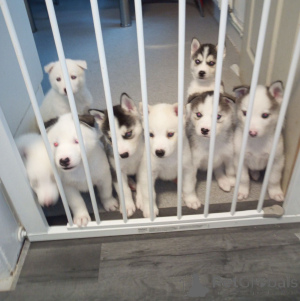 Photo №3. Chiots Malamute d'Alaska. Belgique