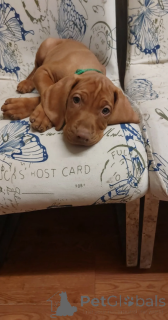 Photo №2 de l'annonce № 166495 de la vente braque hongrois à poil court - acheter à Allemagne annonce privée