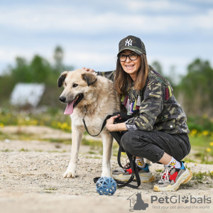 Photos supplémentaires: Georges est un chien délicat et affectueux. Vous cherchez une maison!