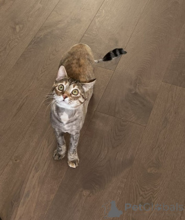 Photo №3. Charmante belette. Biélorussie