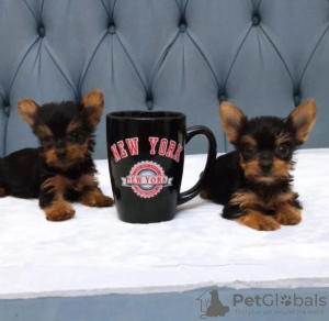 Photo №1. yorkshire terrier - à vendre en ville de Paris | négocié | Annonce №31987