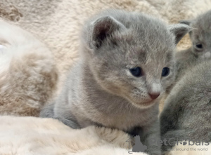 Photo №3. Chatons Bleu Russe. Bulgarie