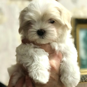 Photos supplémentaires: Garçons et chiots maltais